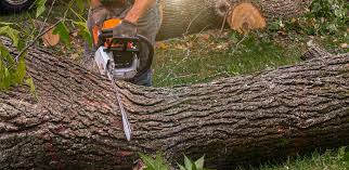 Tree and Shrub Care in Canaan, CT